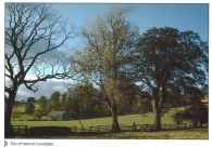 Trio of Trees in Coverdale postcards